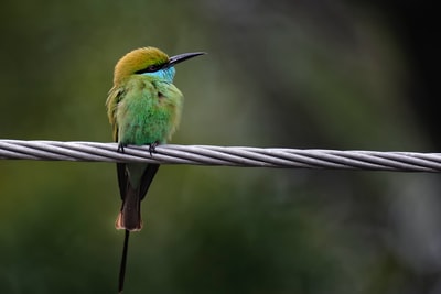 栖息在灰绳上的鸟类的选择性聚焦摄影